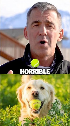 The Hidden Dangers of Tennis Balls for Dogs: Expert Advice from Dr. Sean McPeck