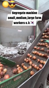 Segregate machine small,medium,large unions farm workers s.korea #work #harvesttime #segregation #agriculture #farmwork #southkorea | Budayao G. Carpio Jr.