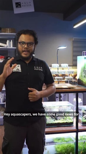 Aqua Matsya on Instagram: "Aquascaper, good news—our TC carpeting plants are back in stock. Eleocharis parvula, Halanthium tenellum ‘micro’, Hydrocotyle tripartita & more are up for grabs. Proof, not promises: this 60×35×40 cm tank was carpeted with just 5 cups. Current status? Deep roots, dense mass, full cover. (Yes, the tank needs a maintenance —we’ve been busy; the plants didn’t notice 😅). Why Aqua Matsya TC? Clean starts • big biomass per cup • splits into many plugs • fast establishment.