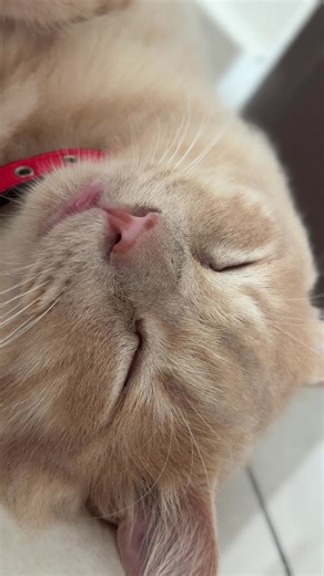The Life of an Adopted Cat: A Heartwarming Story