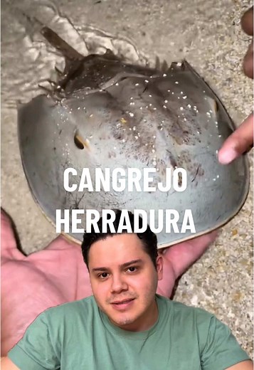 Cangrejo Herradura: Conoce sus Extinciones y Curiosidades