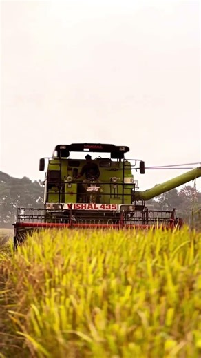 Vishal 435 Brisk Plus in Wheat Field | Vishal 435 Combine Harvester Working Video 2026