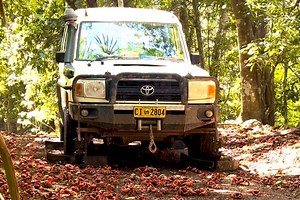 Watch ingenious 'crab-safe' car drive through millions-strong red crab migration on Christmas Island | Discover Wildlife
