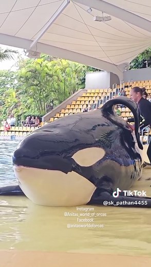 Dolphin Ayan: Fascinating Facts and Playful Behavior