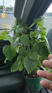 PATCHOULI -Pogostemon cablin | El Yerberito