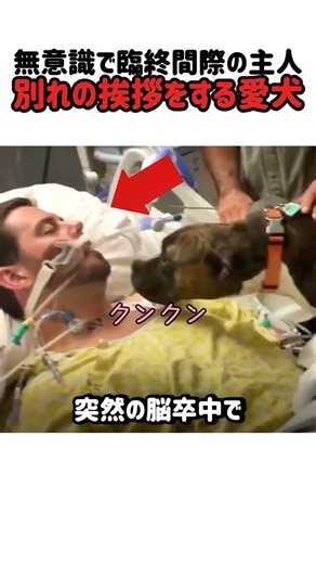 [Mourning the death of its owner] A beloved dog's final farewell to its owner who is already unco...