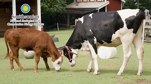 2K views · 137 reactions | Did you know that cows are different than cattle? Well, there is actually a technical explanation. Let's listen to Keeper Nikki Maticic of the Smithsonian’s National Zoo and Conservation Biology Institute in Washington, D.C. as she tells us all about it. | Jungle Jordan | Facebook