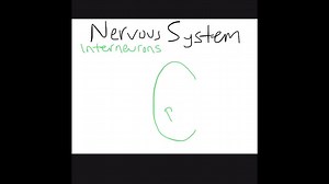 In the , interneurons are arranged like maps that correspond to different parts of the body surface. a. somatosensory cortex b. retina c. basilar membrane d. all of the above | Numerade
