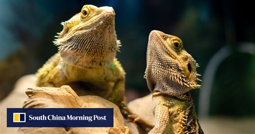 Male or female? Chinese scientists find gene that determines central bearded dragon’s sex