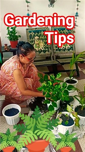 Transform your terrace garden today 🪴 #gardeningtips #terracegarden #plants