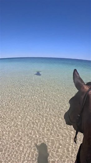 And it won’t be able to find you✨🐎 #horselover #manifest #horsegirlenergy #horseriding #dolphins | My Pilbara Equestrian Life