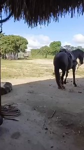 63K views · 5.5K reactions | Peão véi bruto 藍 #cavalo #macaco #horse | Neto Vet | Facebook