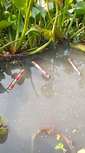 9.9K views · 158 reactions | Really Unbelievable Fishing Technique Just Wow | Fishing & Village Tradition | Facebook