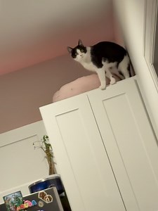 Bentley & Finn on Reels