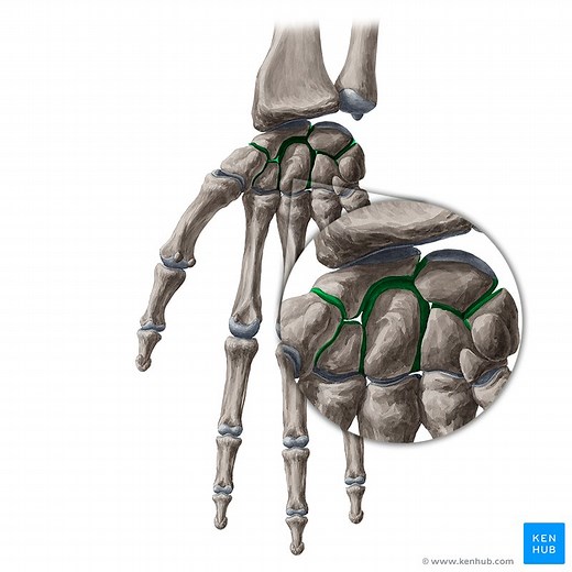 Intercarpal joints