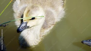 Baby Canada goose goslings swimming along.