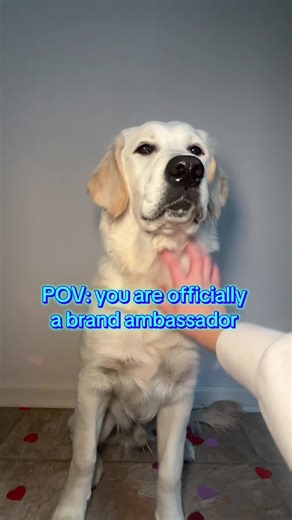 The intention of this tik tok is truly just to showcase the fun & love of my puppies at home. But we may have some fun things coming with brands too!🫶🏻 #branddeals #dogsofttiktok #goldenretriever #doglife #fyp