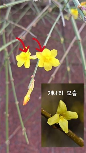 이 꽃은 절대 개나리가 아닙니다