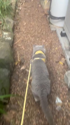 Mummy those Indian Mynahs are scary 🥺 | Murraybrook Brits