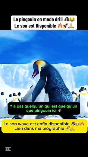 Le pingouin en mode drill : son disponible !