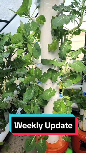 Greenhouse Growing Update: Aeroponic Towers and Hydroponic Systems