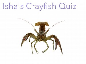 Do you want to know about Crayfish? This is a great educational game for children to see.