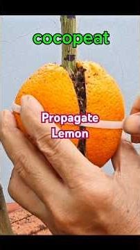 Best method, propagate lemon tree Fast with Orange #gardening #fruit #fruit #shorts #shortvideo
