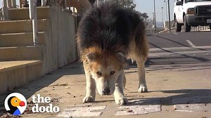Senior Dog Turns Into Puppy Again Once Rescued - 1Funny.com