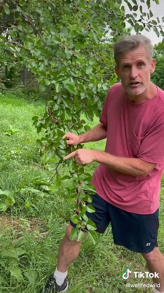 Clearing up the prevalent confusion in mulberry identification. White mulberry has black fruit.#foraging #mulberry #invasivespecies #invasiveplants @alexisnikole @chaoticforager @homegrown_handgathered @eattheneighborhood @feralforaging