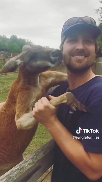 Kangaroos Interacting with People: Heartwarming Encounters