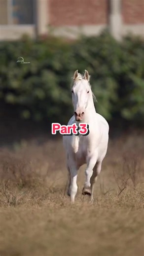 Understanding Horse Care: Part 3 for Horse Lovers