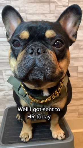 2.7K views · 19K reactions | Benny is looking for a new job if you know anyone that’s hiring. . FROGFACEFRENCHIES . #reelsinstagram #reels #hrdepartment #inappropriate #packlife | Mike Fuller | Facebook