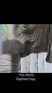 They call it the elephant in the room for a reason — these 13,000 lb giants with 8-ft tusks are impossible to ignore. But despite their strength, elephants are symbols of deep empathy and coexistence. They share water with other species, fertilize the land, and pave the way for greener ecosystems. This #WorldElephantDay, I’m proud to partner with FOUR PAWS and The Great Elephant Migration to spotlight the urgent need for better treatment of animals and a more peaceful world. Meet Madhubala. Afte