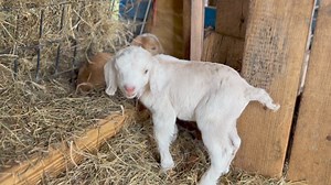 Couple of new crossbreds! | Bentley Bros. Farms