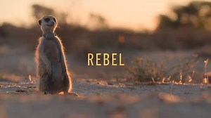 3.2K views · 108 reactions | Always scheming, that Daisy. #MeerkatManor: Rise of the Dynasty premieres TOMORROW at 8pm on BBC America. | BBC America | Facebook