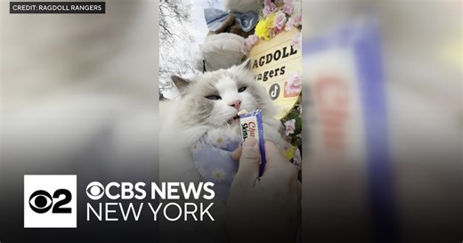 Pet owners put on a show at NYC's 2nd annual cat parade
