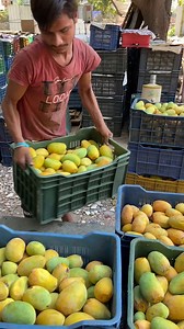 825K views · 3.8K reactions | River of Mango Juice | India's Biggest Mango Juice Factory | Indian Street Food | Indian Food Mania | Facebook