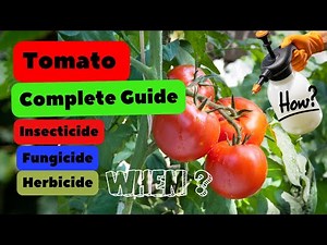 Maximize Your Tomato Harvest: Pest, Disease, and Weed Control Tips #insectiside #farming #pest