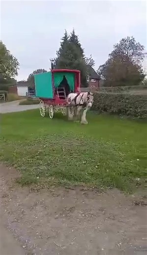 Daza jones and Tinker the horse pulling on, Staffordshire, Oct ‘25, thanks Daza for sending in, we are always pleased to see videos or photos of you. #lifeontheroad #traveller #gypsycob | Romany Heritage