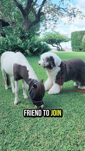 Dog Wants to Play… But Foal Says ‘Food First!’ 😂❤️. #foal #doglove #animalfriendship