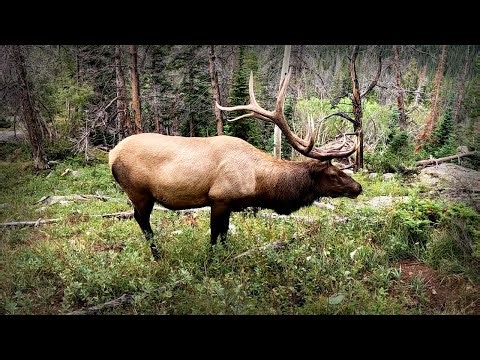 RMNP / Bear Lake, Nymph Lake, Dream Lake, Emerald Lake, Alberta Falls #rockymountainnationalpark