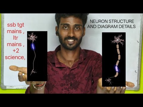 Neuron structure. Part -2 full details