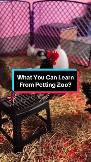 Come join us into fun & interactive learning with animals! Click link in bio for more info! #fypシ #fypシ #petlover #animallover #petsoftiktok #reptilekeeper #pettingzoo #education #educationalpurposes