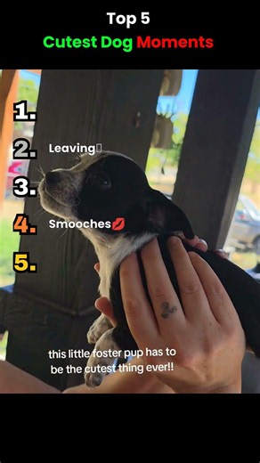Top 5 Cutest Dog Moments That Will Melt Your Heart! 🥹❤️ #dog #funny #pets