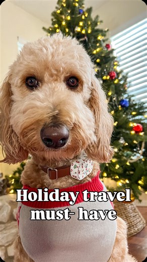 Battery-operated is even better if you’ve got it. We even use it at home these days. What are you other must-haves when visiting family over the holidays? #dogmom #dogfriendly #holidaytravel | Orlandoodle- Orlando Dog Blogger
