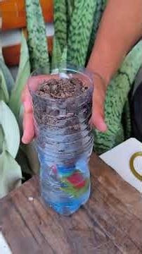 vaso auto irrigável para fazer muda de alecrim