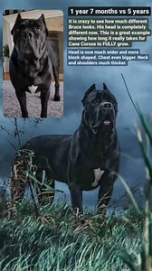 A great depiction of how much Cane Corsos will grow. Bruce Wayne at 1 year 7 months vs 5 years old. This breed takes a very long time to fully mature and grow. It may seem like they grow at the speed of light, which they do at first but then it really slows down. They do not reach full height and length until about 18 months old and they are not fully filled out until 3ish. And even after that thier head can continue to grow. Follow @jasoncorey411 for daily Cane Corso content. #puppy #puppygrowt