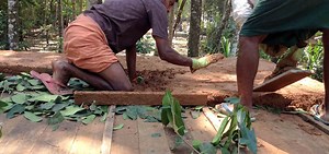 Building an earthen roof over a cob home using Karingota leaves
