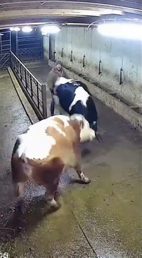 Terrifying security footage: Farmer caught in the middle.