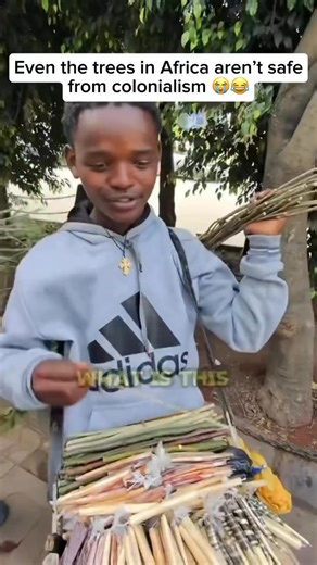 14K views · 125 reactions | Miswak is a natural teeth-cleaning stick made from the Salvadora persica tree, used for centuries across Africa. Many Africans still use miswak daily without toothpaste, and studies show it helps prevent cavities, whiten teeth, and support gum health often outperforming modern toothbrushes. #cavities #toothbrush #teethwhitening | Healthy living | Facebook